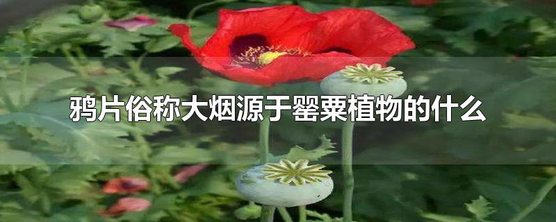 鸦片俗称大烟源于罂粟植物的什么