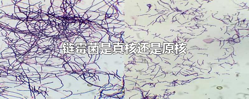 链霉菌是真核还是原核