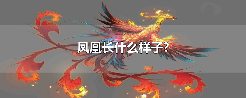 凤凰长什么样子?