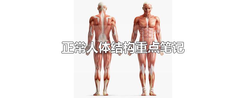 正常人体结构重点笔记