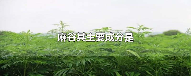 麻谷其主要成分是