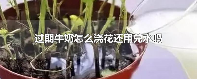 过期牛奶怎么浇花还用兑水吗