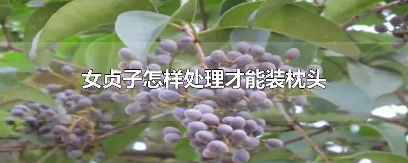 女贞子怎样处理才能装枕头