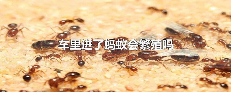 车里进了蚂蚁会繁殖吗