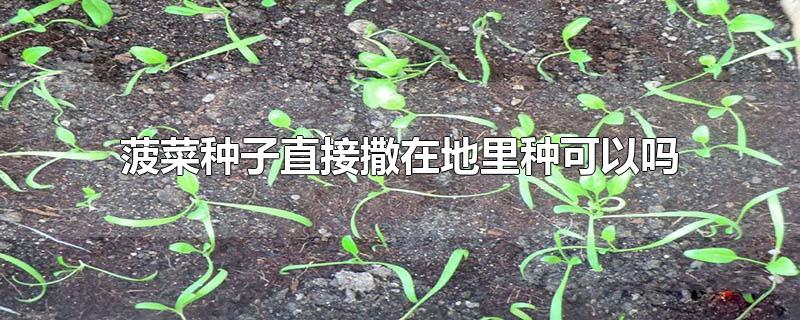 菠菜种子直接撒在地里种可以吗