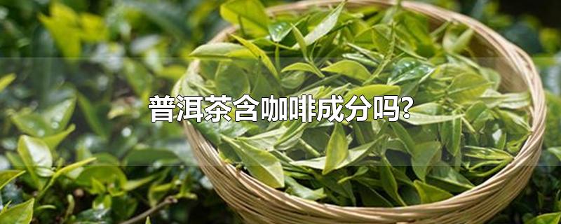 普洱茶含咖啡成分吗?