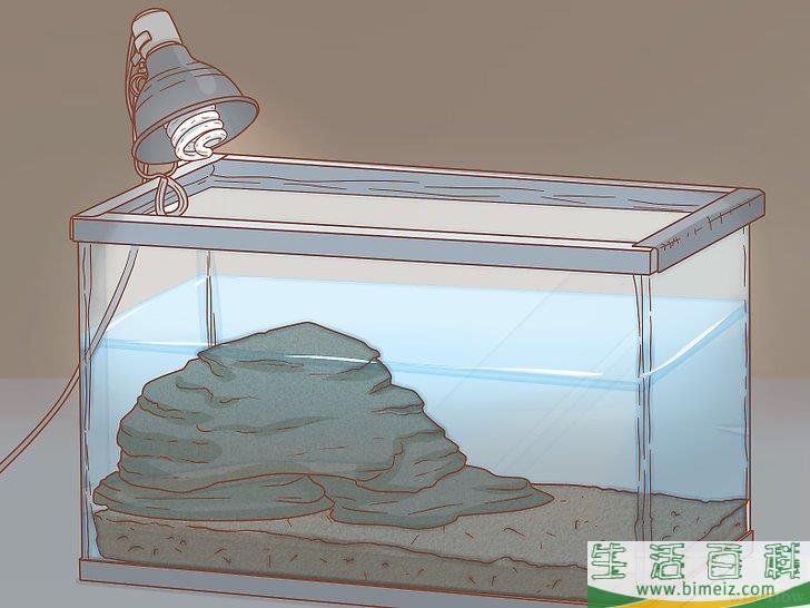 如何怎样照顾乌龟