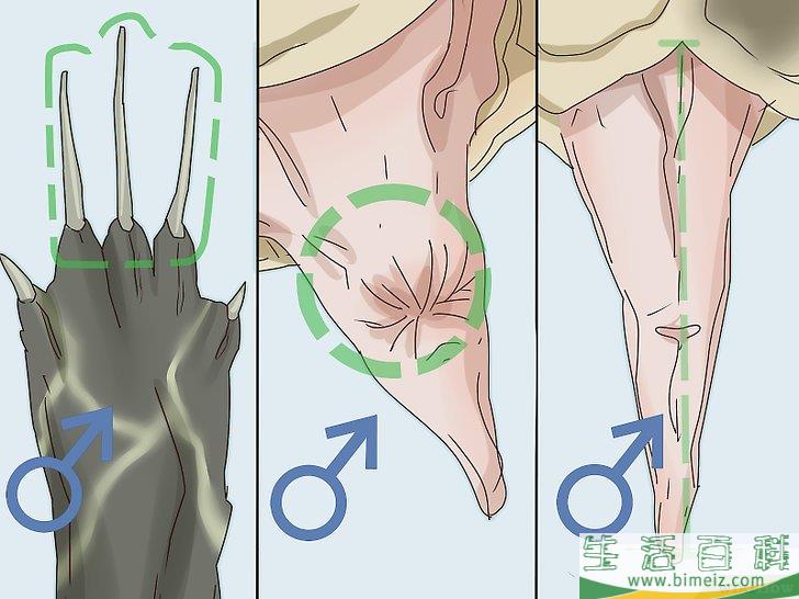 如何区分乌龟的性别