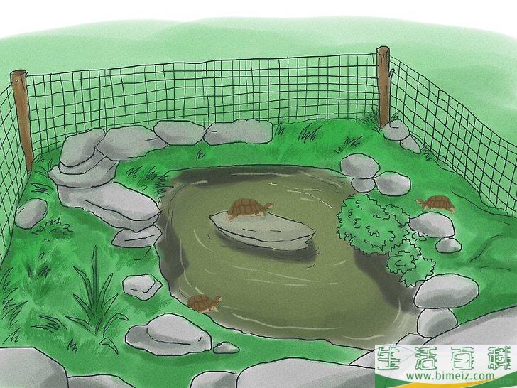 如何繁殖海龟