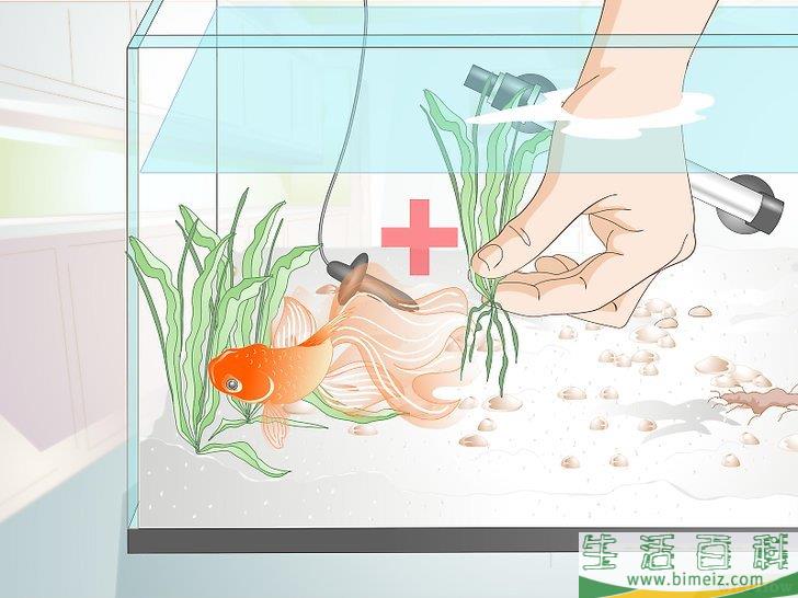 如何繁殖金鱼 生活百科