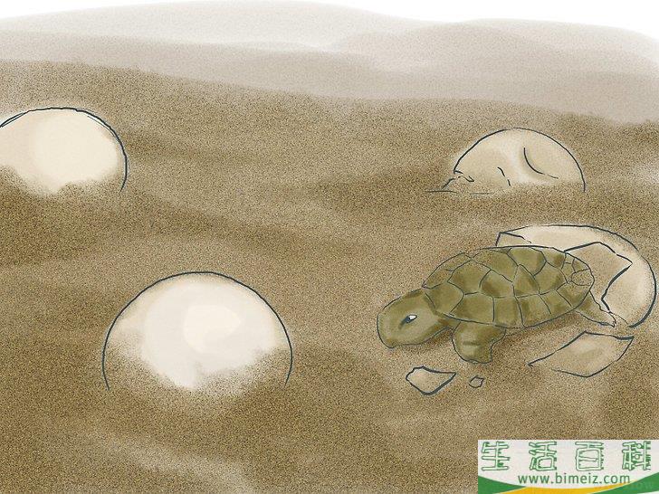 如何繁殖海龟