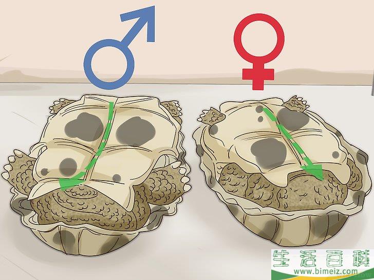 如何区分乌龟的性别