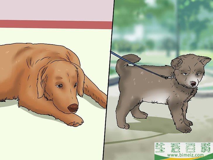 如何治疗犬窝咳