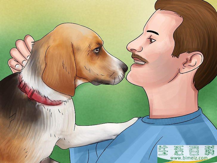如何领养一只服务犬