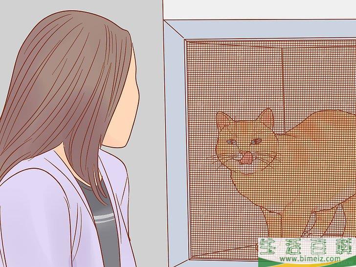 如何挑选猫咪