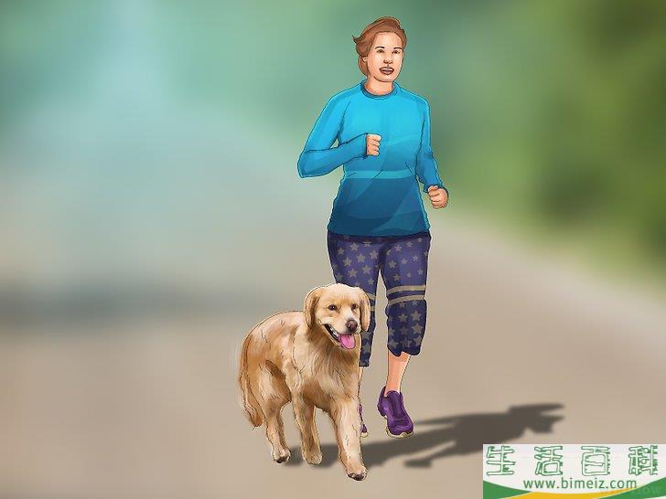 如何领养一只服务犬