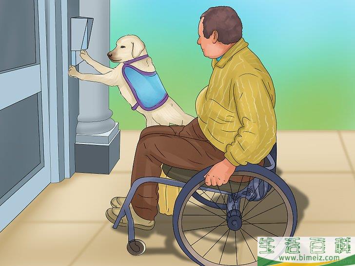 如何领养一只服务犬