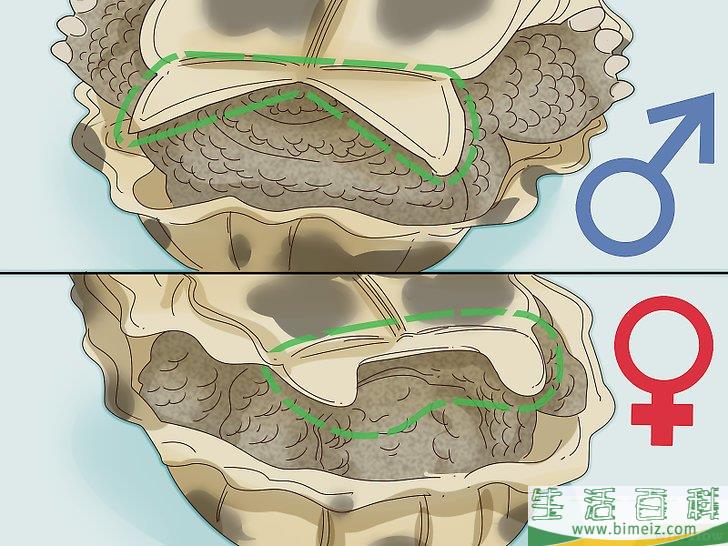 如何区分乌龟的性别
