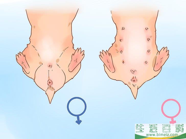 如何判断仓鼠的性别