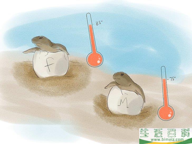 如何繁殖海龟