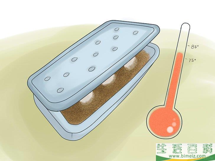 如何繁殖海龟