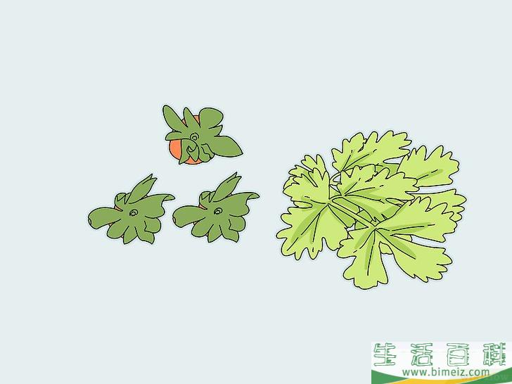 如何让荷兰猪开心