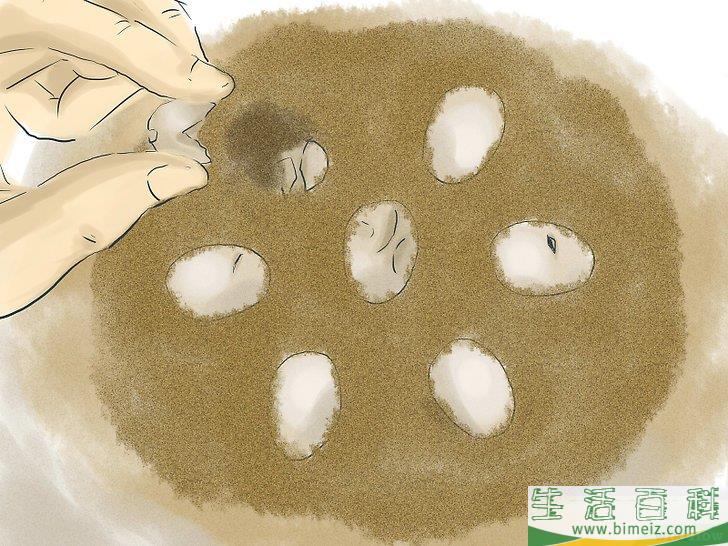 如何繁殖海龟