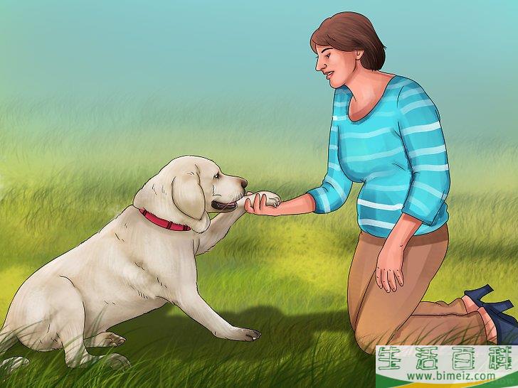 如何领养一只服务犬