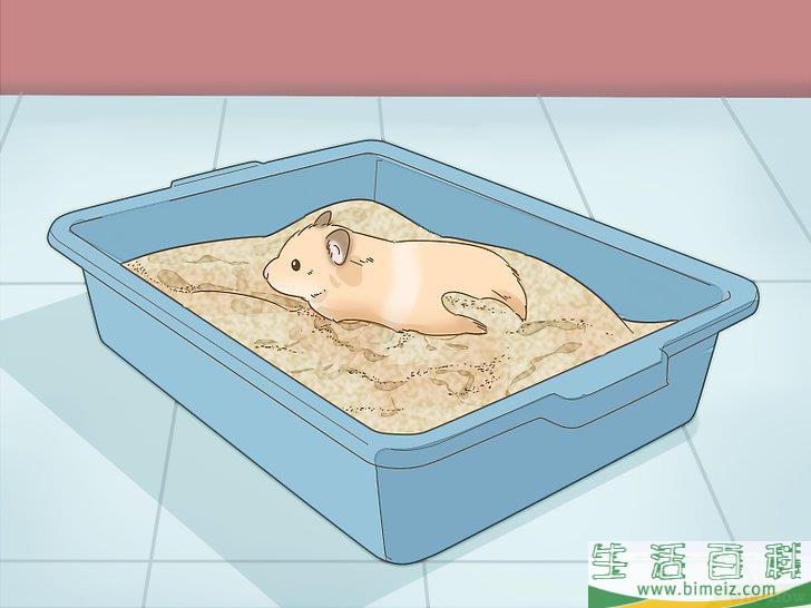 如何给仓鼠洗澡