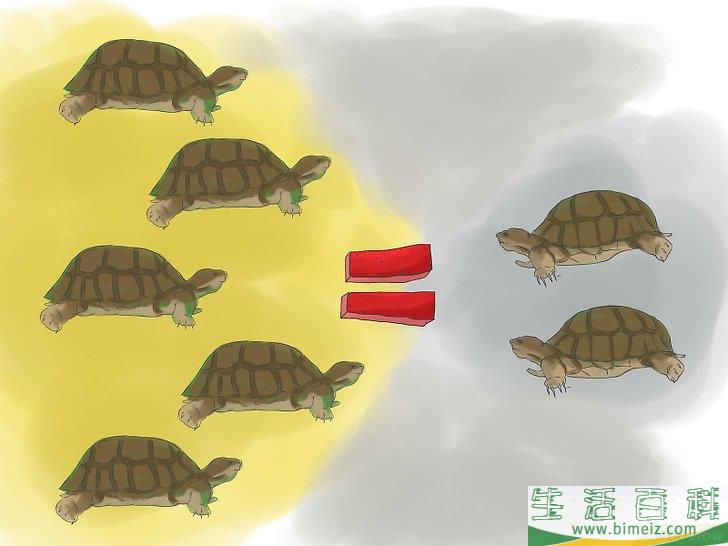 如何繁殖海龟