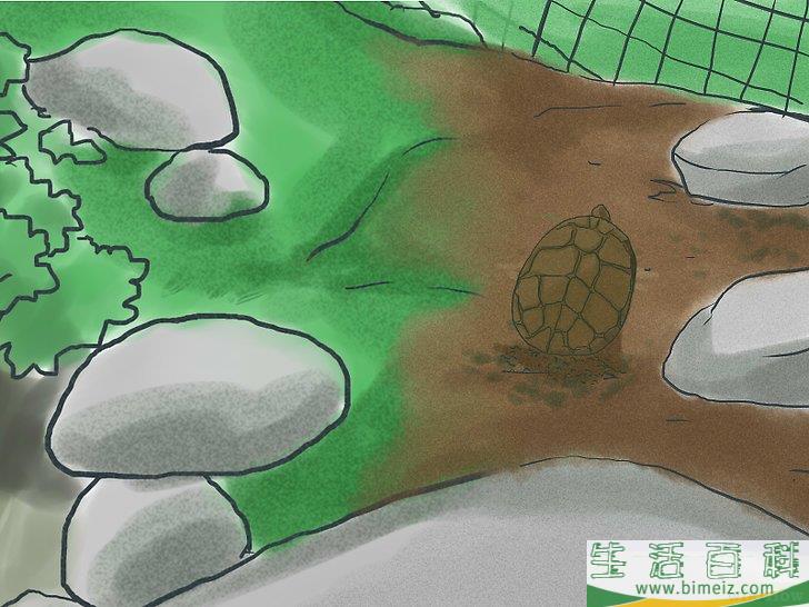如何繁殖海龟