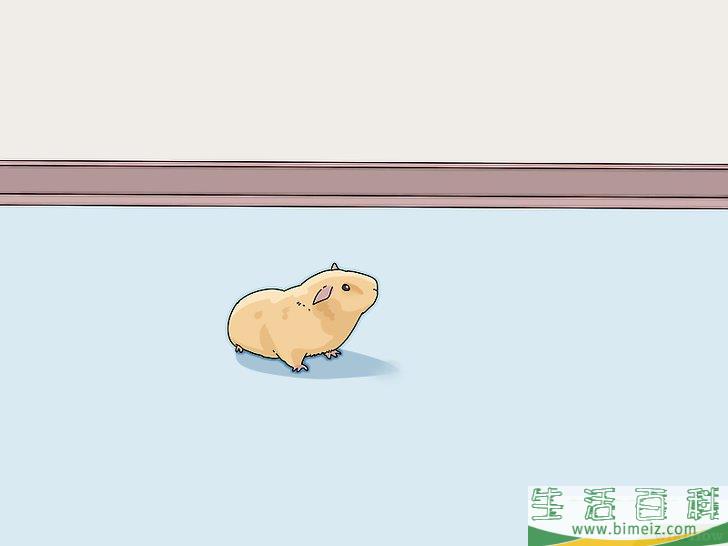 如何让荷兰猪开心