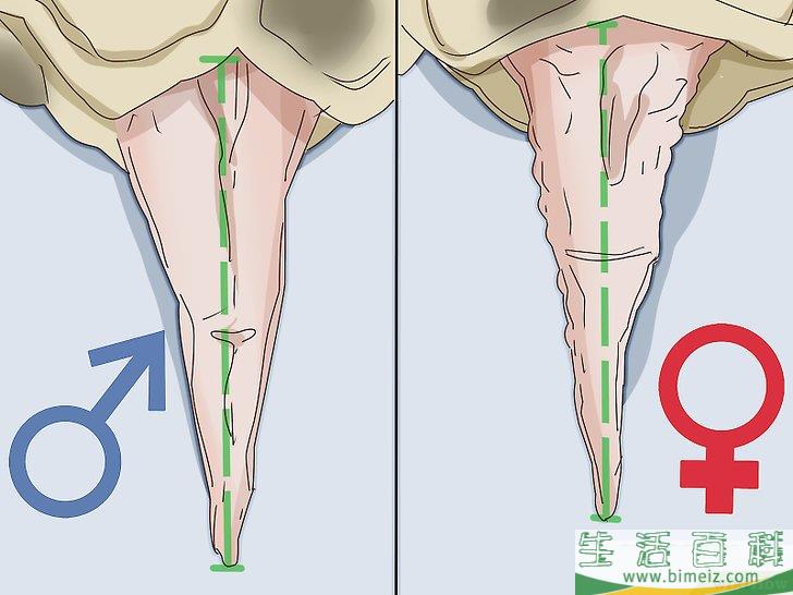 如何区分乌龟的性别