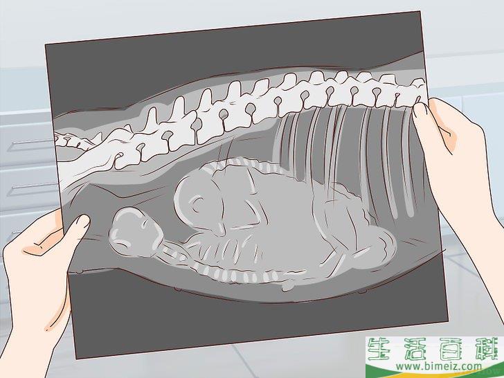 如何判断狗狗是否怀孕