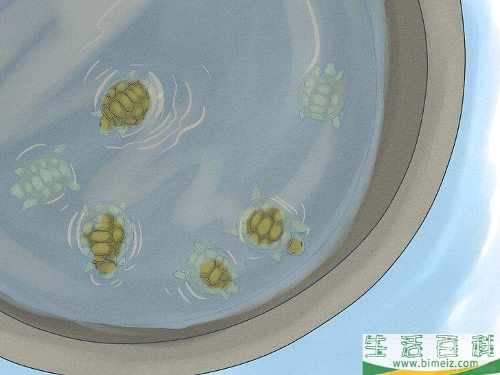 如何繁殖海龟