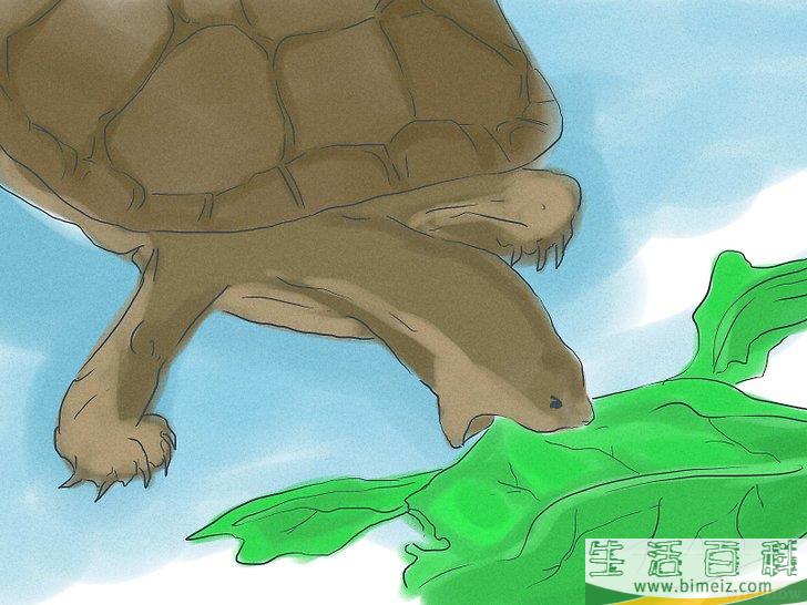 如何繁殖海龟