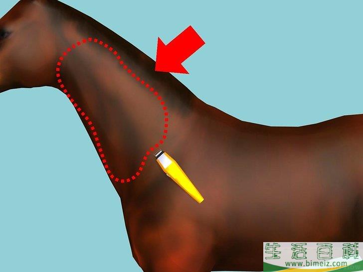 如何修剪马毛