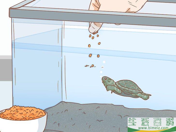 如何怎样照顾乌龟