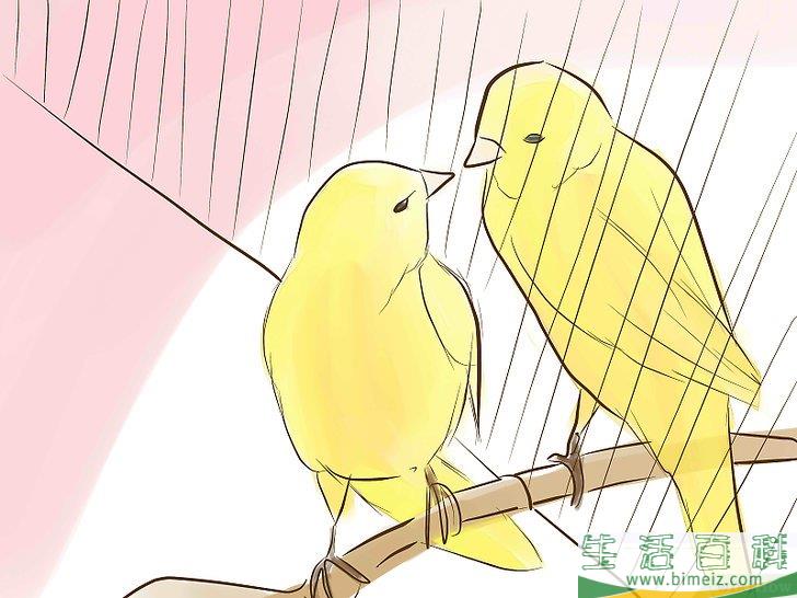 如何让金丝雀繁衍