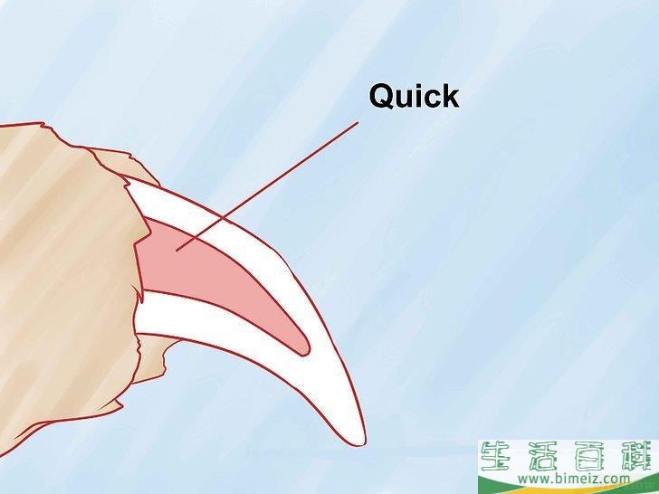 如何给狗修剪趾甲