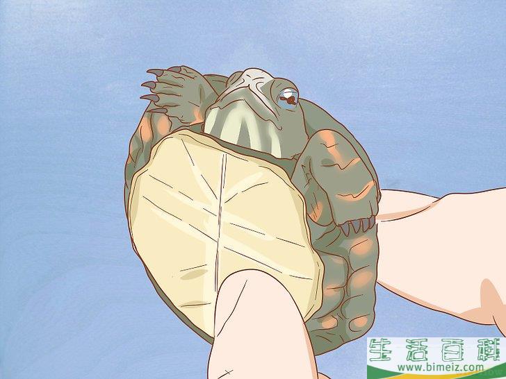 如何怎样照顾乌龟