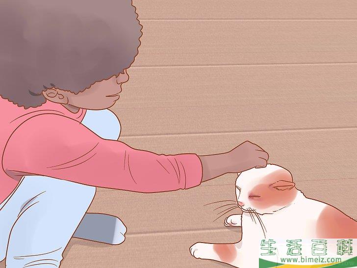 如何挑选猫咪
