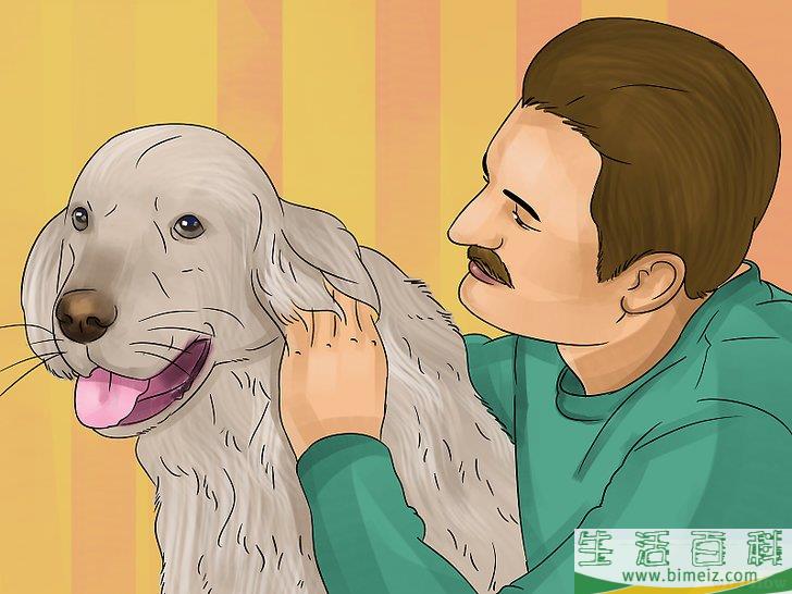 如何领养一只服务犬