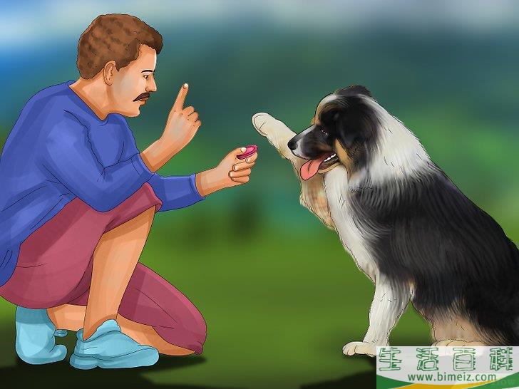 如何领养一只服务犬