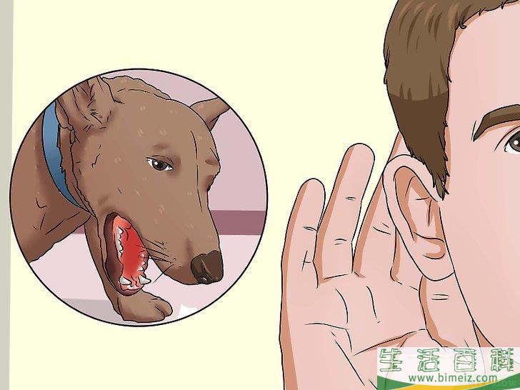 如何治疗犬窝咳