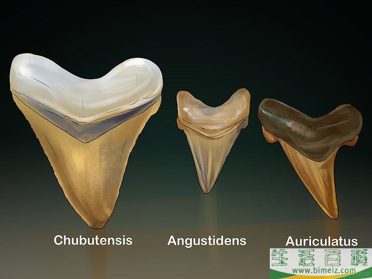 如何辨认鲨鱼的牙齿
