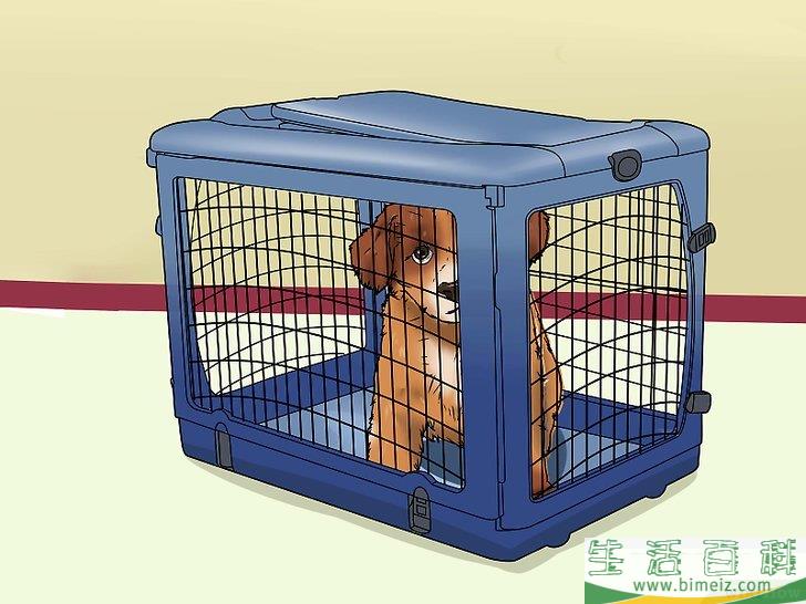 如何治疗犬窝咳