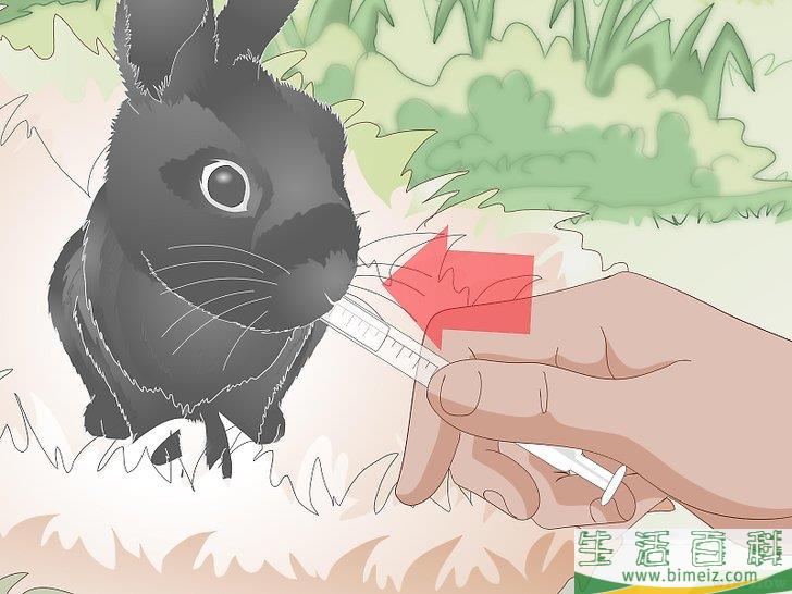 如何喂养野兔