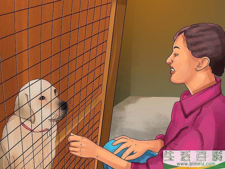如何领养一只服务犬