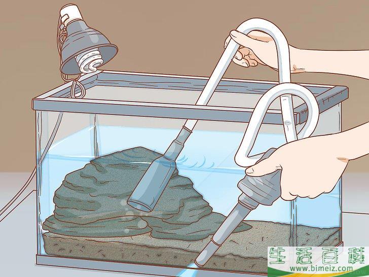 如何怎样照顾乌龟